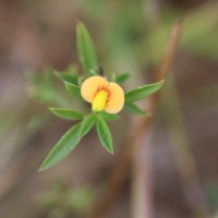 <i>Stylosanthes guianensis</i>  (Aubl.) Sw.